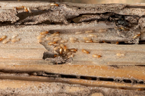 Pest Prevention Services in Wellsville, OH